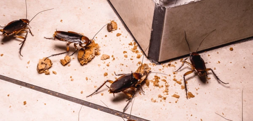 Cockroaches Prevention